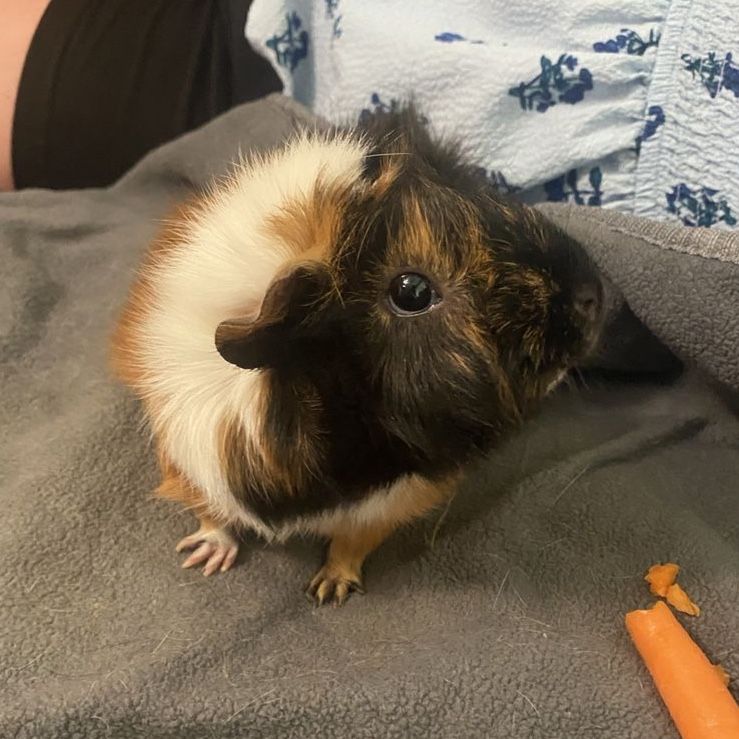 2 Female Guinea Pigs, CC enclosure and supplies