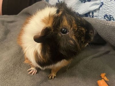 2 Female Guinea Pigs, CC enclosure and supplies