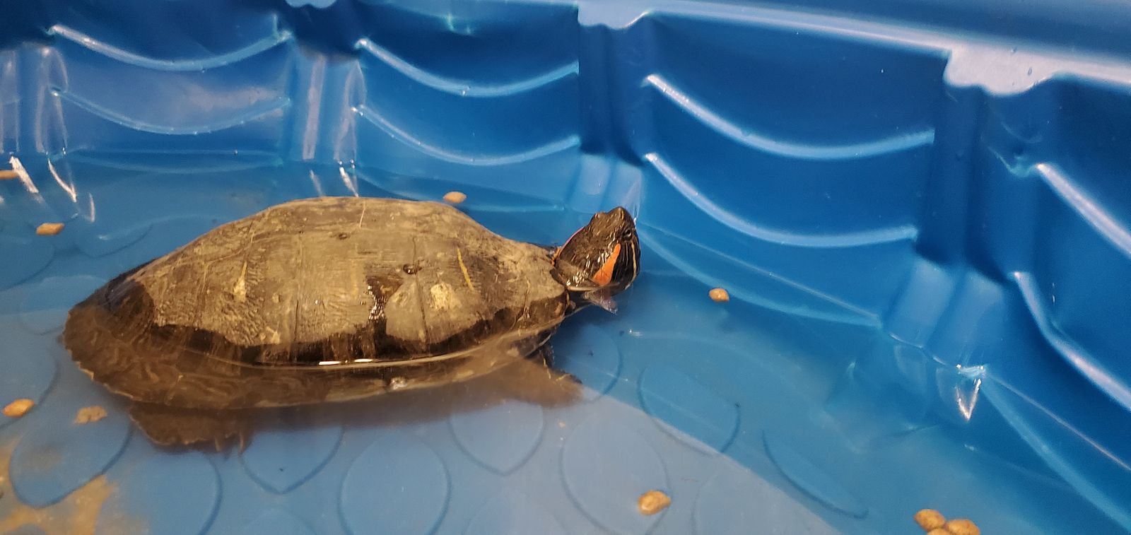 A160398 Ruby is Available for Adoption!