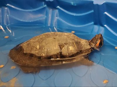 A160398 Ruby is Available for Adoption!