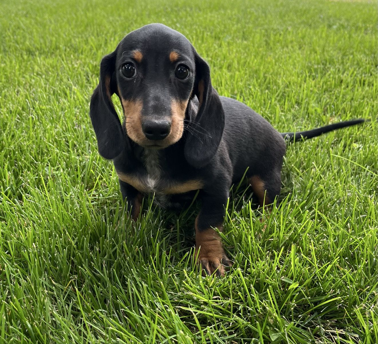 Miniature Dachshund Puppy