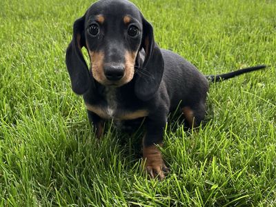 Miniature Dachshund Puppy