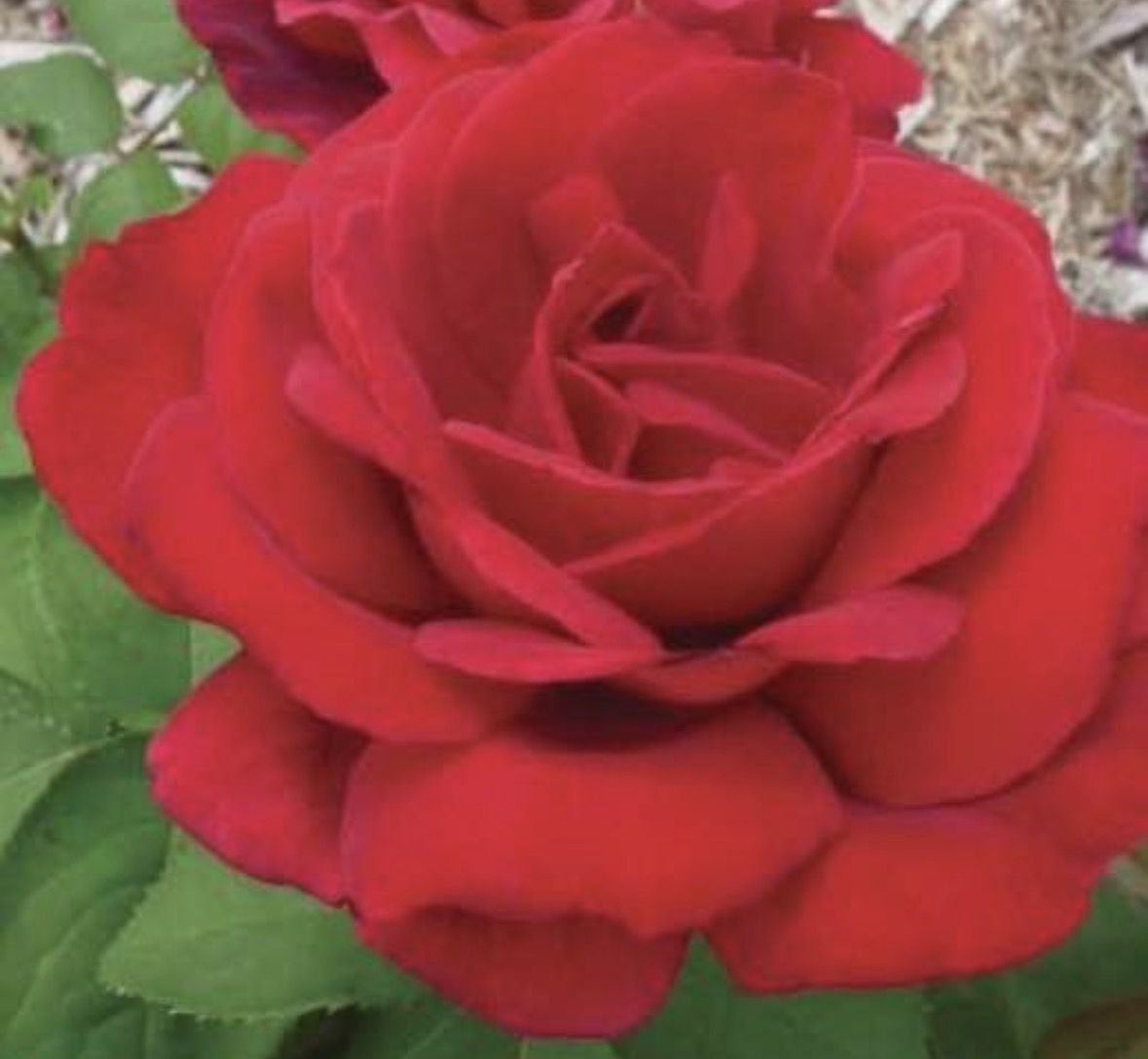 Rose bush Chrysler imperial