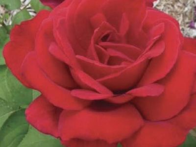 Rose bush Chrysler imperial