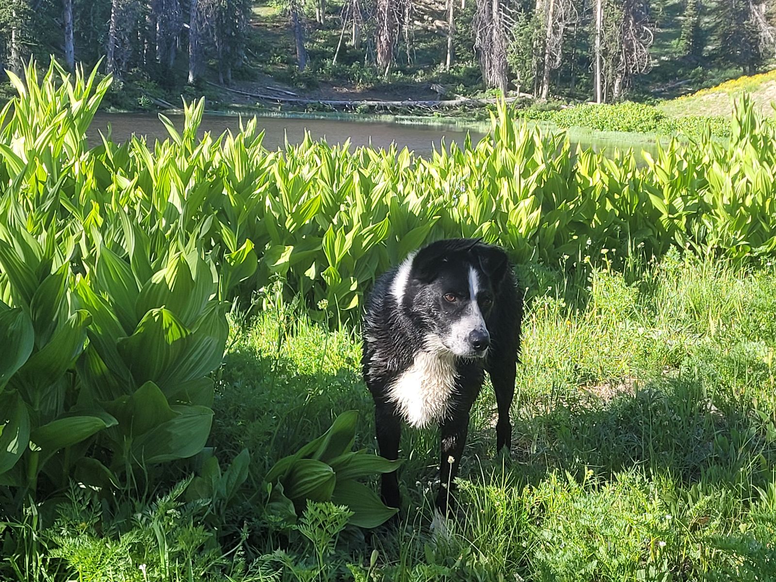 5 year old Border Collie / Aussie Mix,