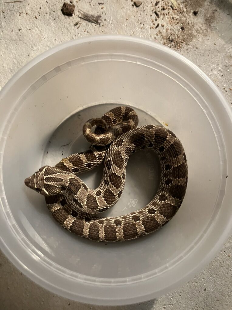 Normal Hognose male