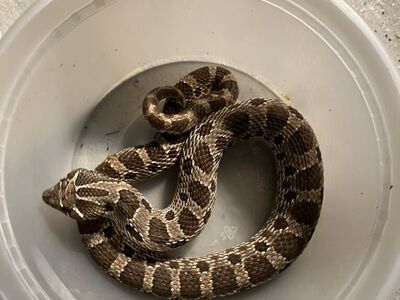 Normal Hognose male