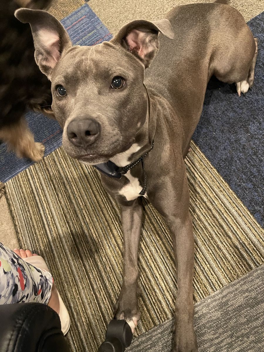 Pitbul -Staff