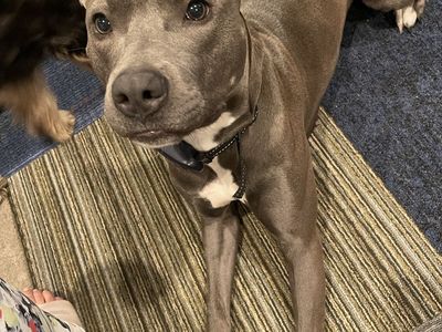 Pitbul -Staff