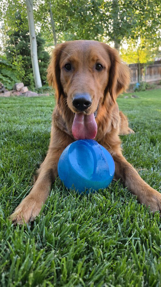 Female Golden Retriever 1 year old
