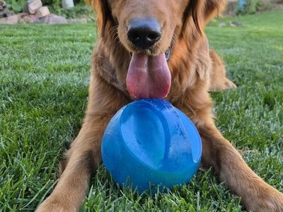 Female Golden Retriever 1 year old