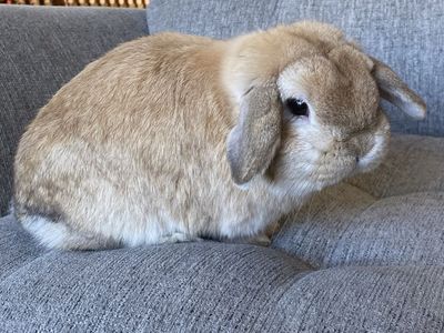 Sweet Holland Lop Buck