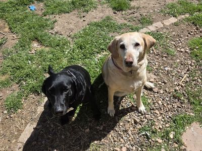 Labrador Retrievers