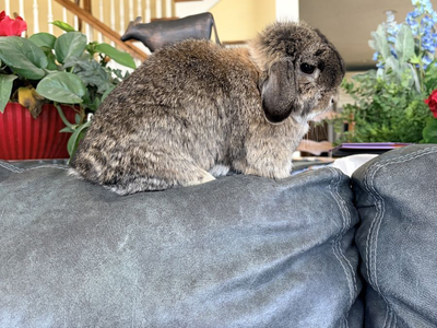 Proven Holland Lop Doe