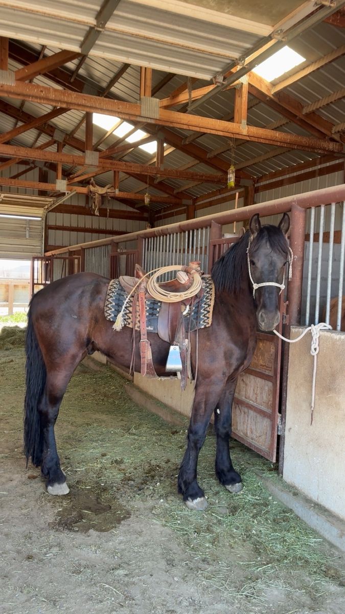 3 year old Gelding Friesian