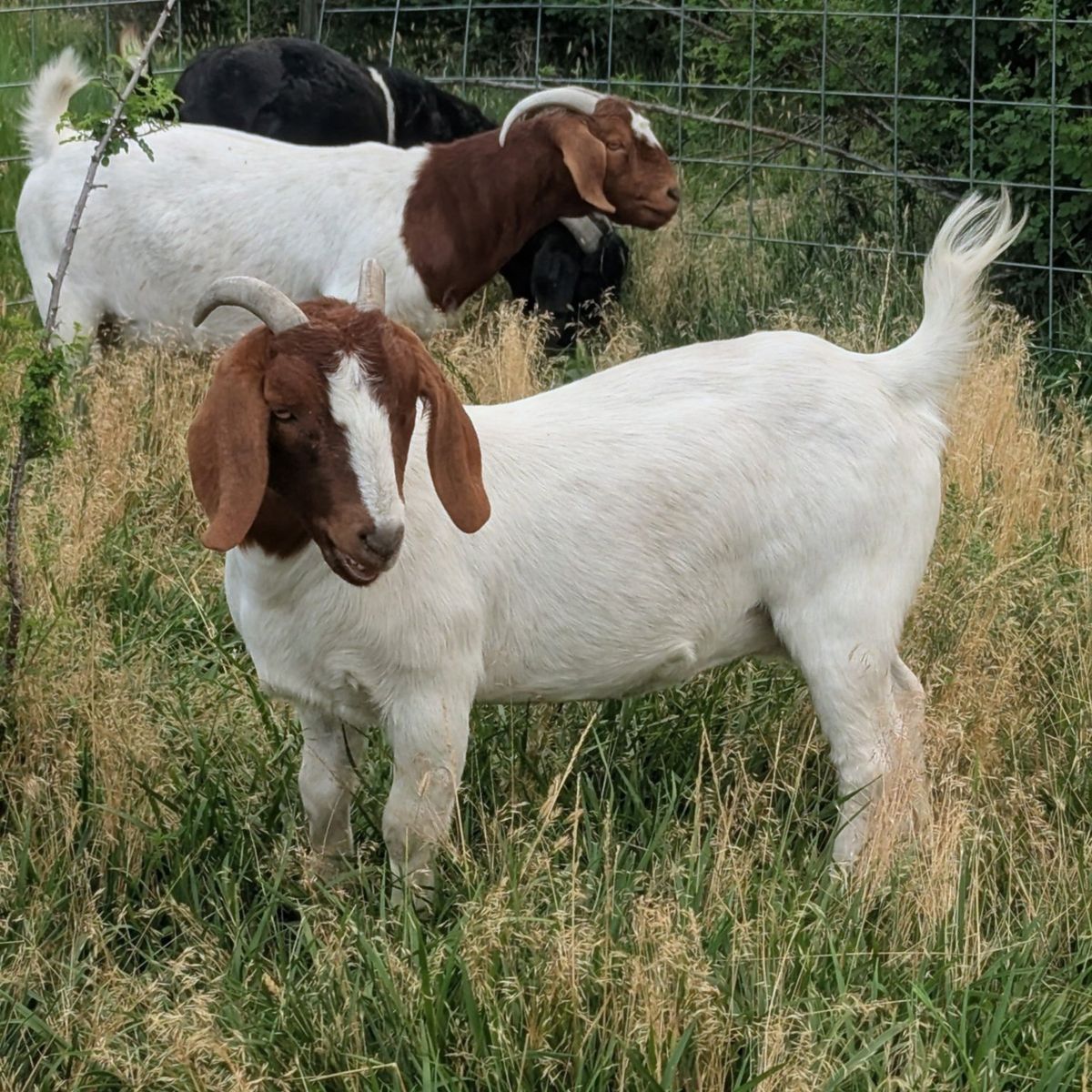 Nice Young Boer Doe – Proven Mom