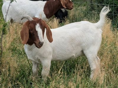 Nice Young Boer Doe – Proven Mom