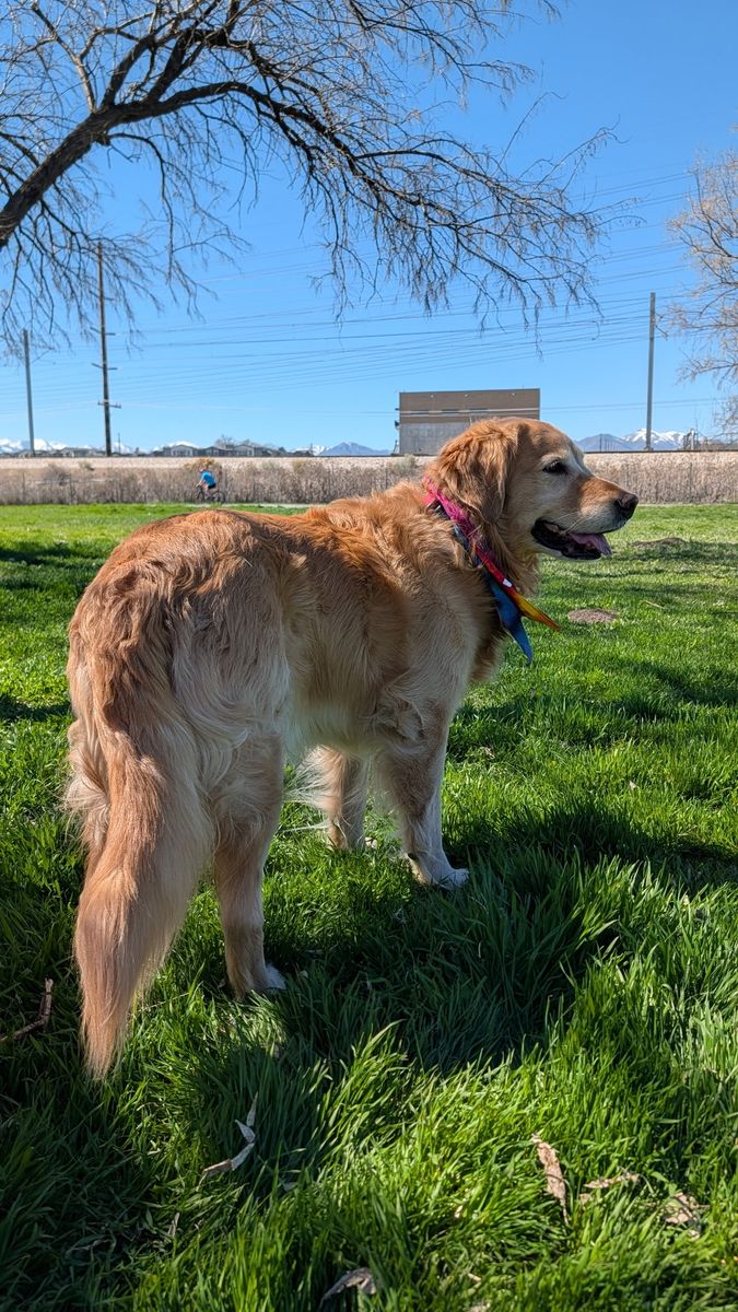 Golden Retriever Stud (Thor The Golden)