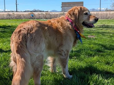 Golden Retriever Stud (Thor The Golden)