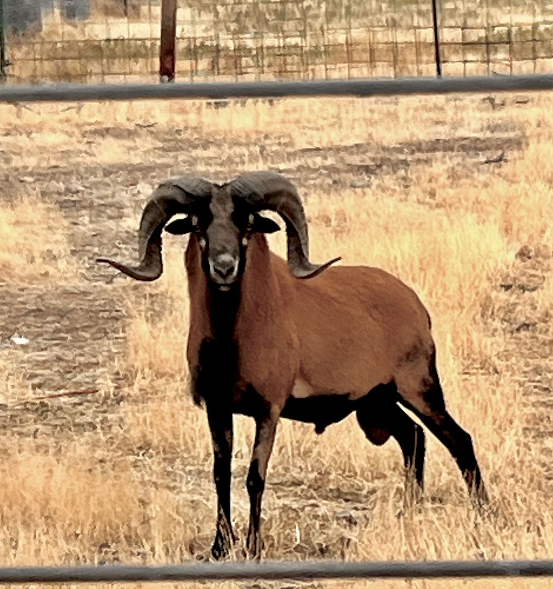 Ram Hair sheep