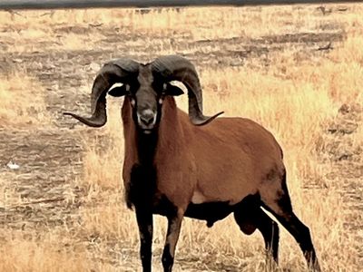 Ram Hair sheep