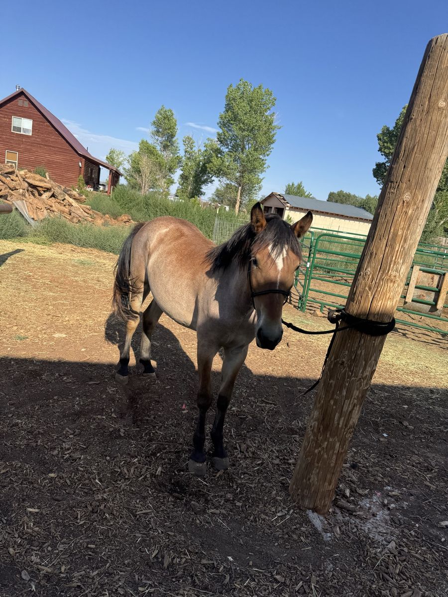 Percheron quarter horse filly