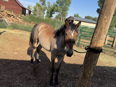 Percheron quarter horse filly