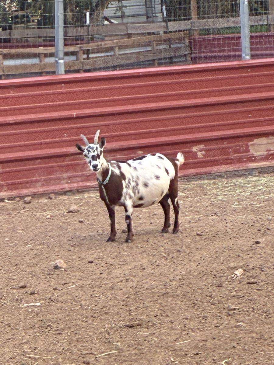 4 year old female goat