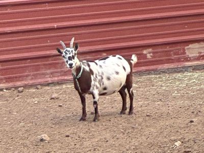 4 year old female goat