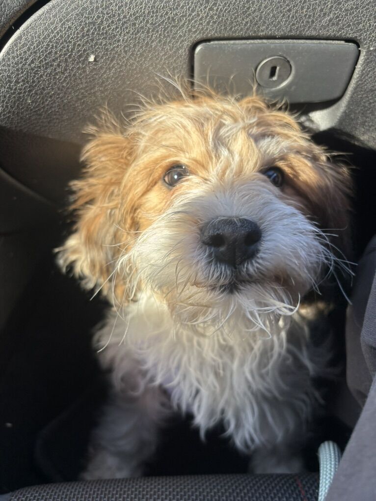 4 Month Old Cava Malti Poo