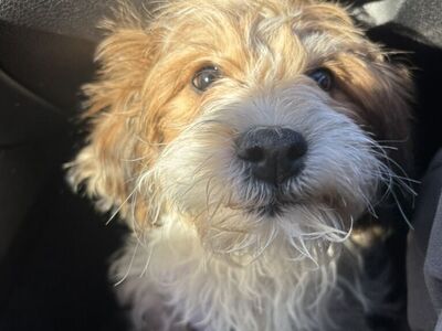 4 Month Old Cava Malti Poo