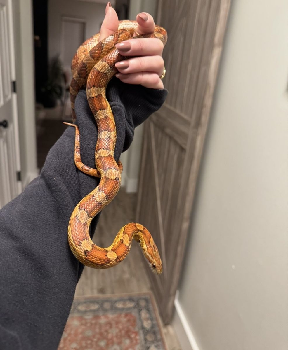 Corn Snake (Pantherophis guttatus)