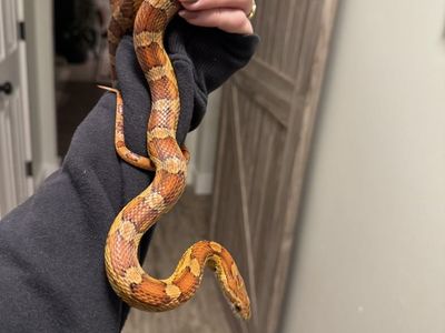 Corn Snake (Pantherophis guttatus)