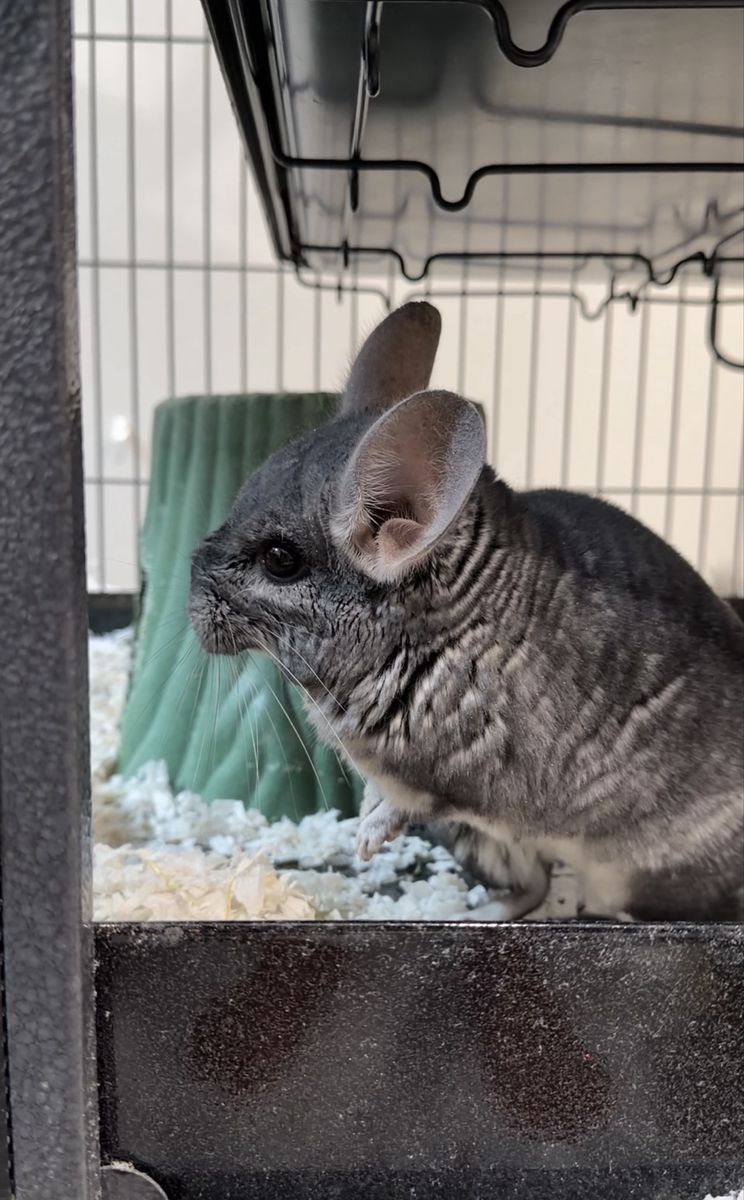 2 chinchillas with double stacked cage