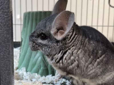 2 chinchillas with double stacked cage
