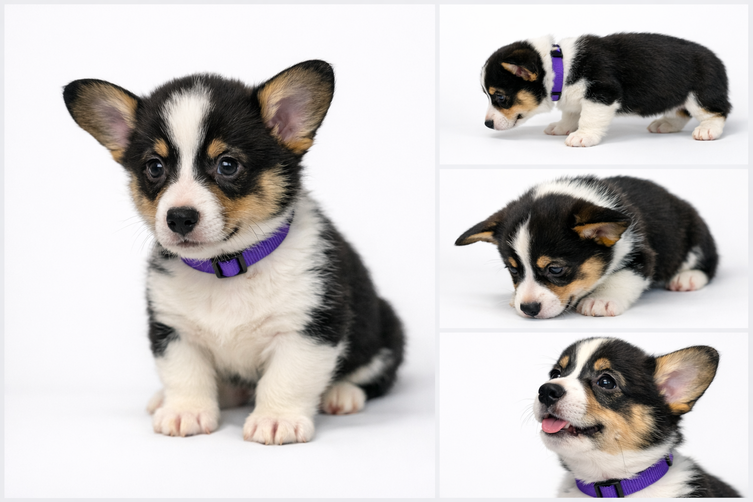 AKC Registered Pembroke Welsh Corgi – [PURPLE]
