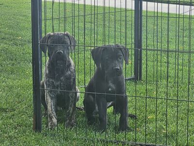 1 Cane Corso Puppies left****PRICE REDUCED ****