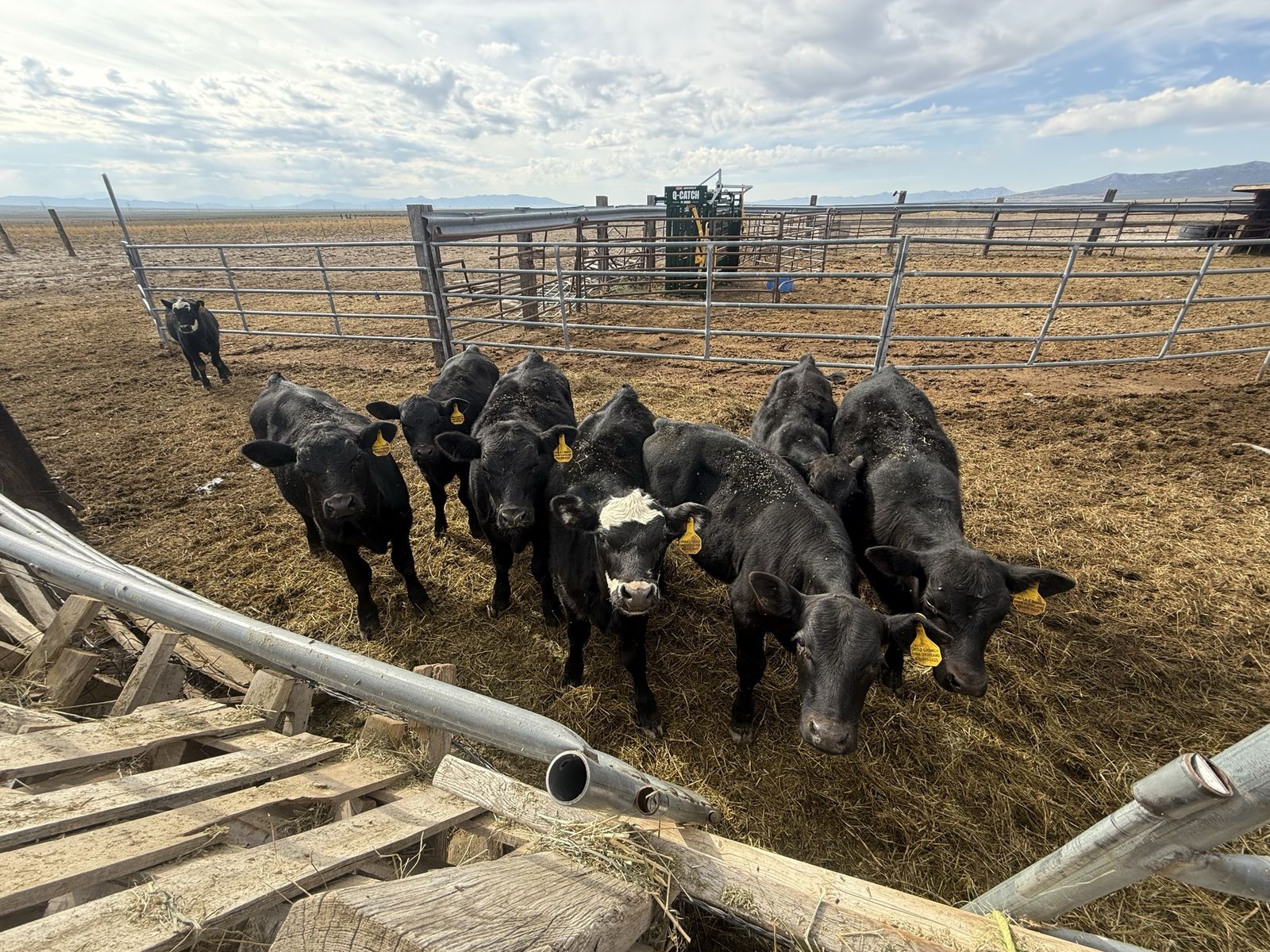 Black Angus Steers and Heifers for Sale