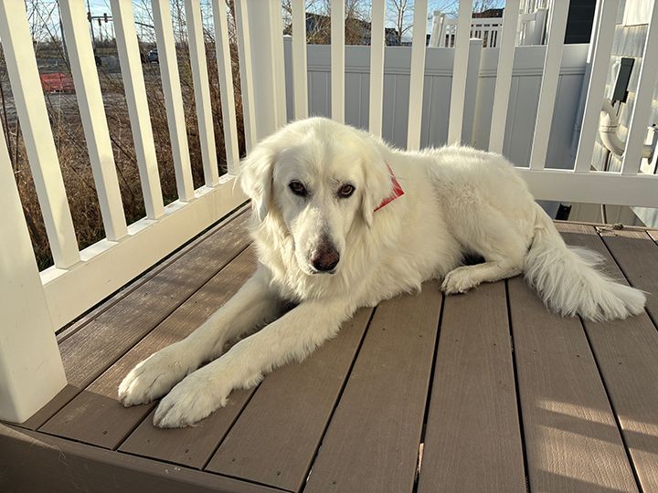 Great Pyrenees – Looking for a Loving Home