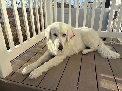 Great Pyrenees – Looking for a Loving Home