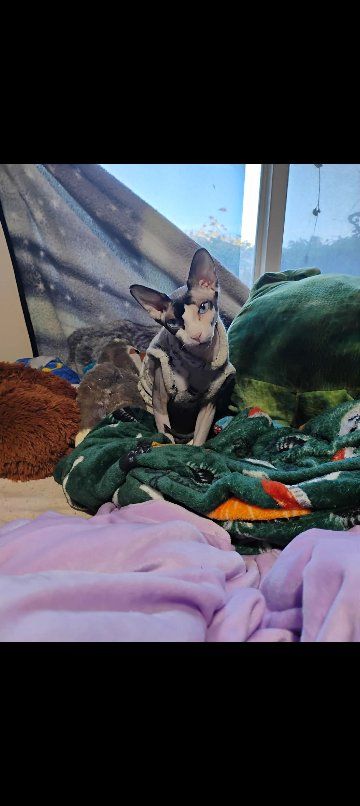 Drax The Sphynx 