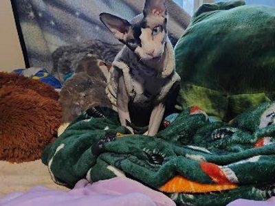 Drax The Sphynx