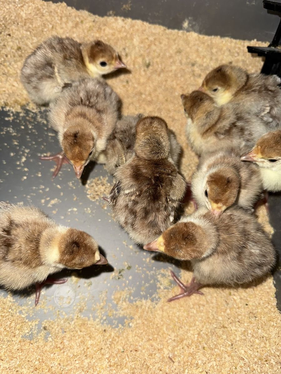 Turkey chicks