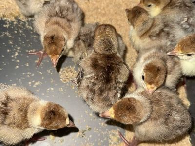 Turkey chicks