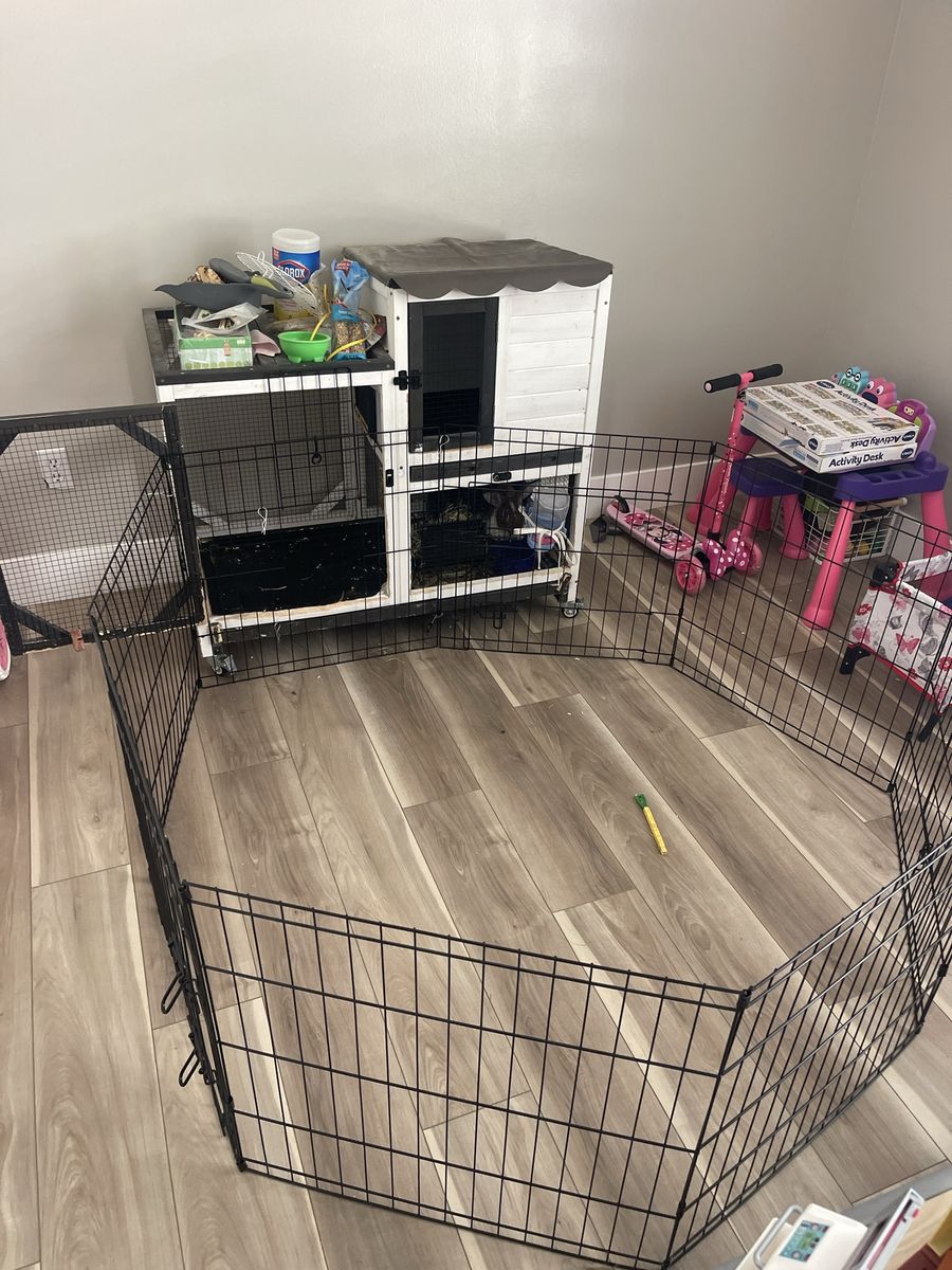 Two female rabbits, and enclosure