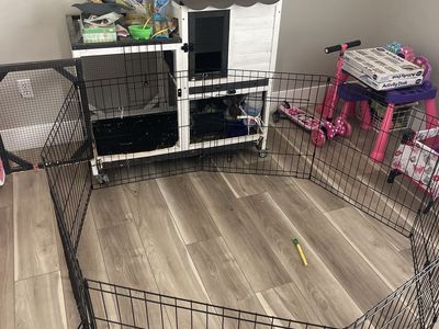Two female rabbits, and enclosure