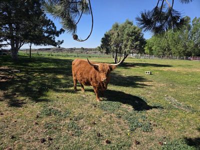 Registered Highland Cow/Pregnant
