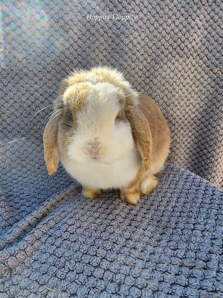 'Lattè' VM Blue Fawn Harlequin Holland Lop Buck