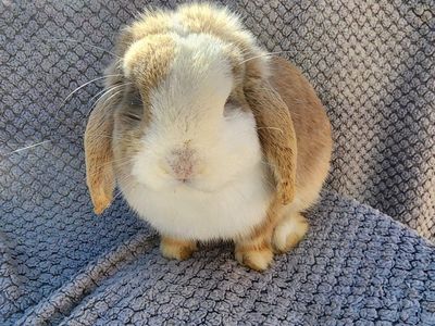 'Lattè' VM Blue Fawn Harlequin Holland Lop Buck