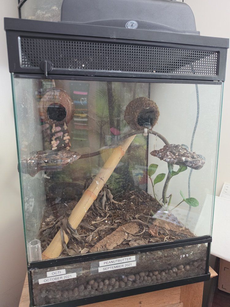 Used Reptile/Amphibian Glass Terrarium with Screen Top 18x18x24